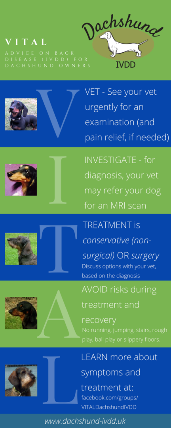 Uti in dogs symptoms uk Clearance