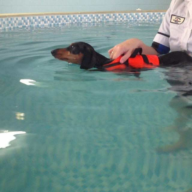 laser therapy for dogs with ivdd