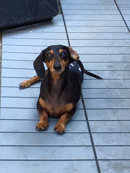 Dachshund IVDD Living with a Disabled Dog