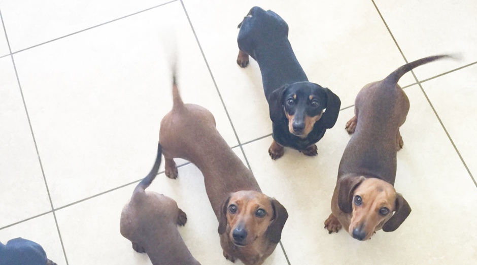 Dachshund IVDD all about Back Disease and our UK