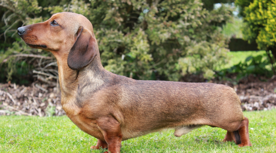 Dachshund IVDD - all about Back Disease 