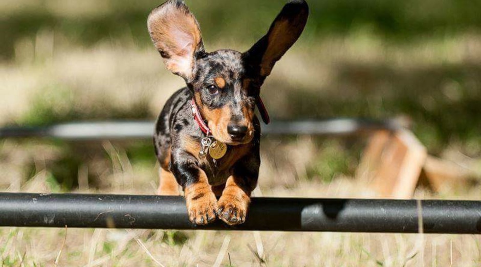 can miniature dachshunds climb stairs