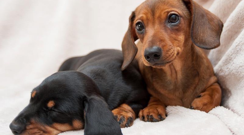 best joint supplement for dachshunds