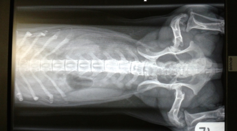 Dachshund IVDD - Early calcification of 