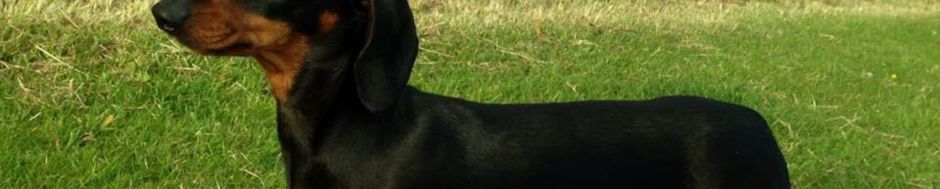 Dachshund Ivdd Will My Dog Recover