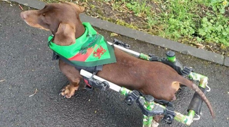 Dachshund IVDD Support for dogs with IVDD