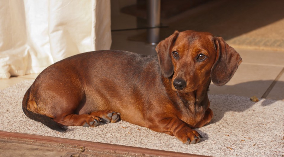 Dachshund IVDD all about Back Disease and our UK